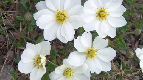 Dryas – Flower of the Clan MacNeil